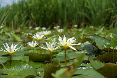 在园中自立的花园野花植物水池绿色池塘荷花植物群百合睡莲图片