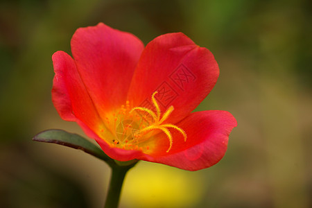 花园的波图拉卡花朵玫瑰植物大花热带猪草苔藓草本植物生长气候叶子图片