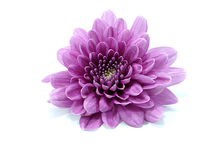 白色背景的紫色菊花绿色美丽植物群花束框架粉色雏菊花园植物植物学图片