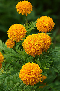 Marigold花朵的黄色颜色万寿菊植物荒野花园生长橙子季节场地环境绿色图片