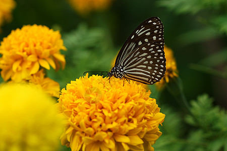 Marigold花朵的黄色颜色场地花瓣橙子生长环境季节荒野万寿菊绿色植物图片