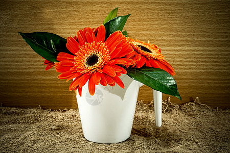 木原木本的橙色采梅花芬芳植物宏观花瓣香气橙子植物学气味雌蕊植物群图片