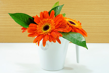 木原木本的橙色采梅花植物花序宏观芬芳发芽黄色菊花雏菊气味工作室图片