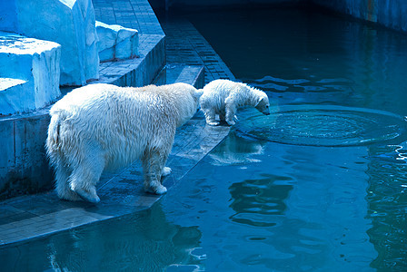 白熊幼兽北极熊孩子们活力母亲野生动物动物力量爪子哺乳动物图片