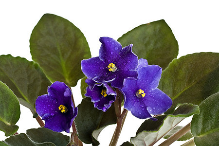 紫花花瓣浪漫花序花束叶子植物树叶紫色顶峰白色背景图片