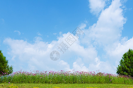 蓝色天空背景的鲜花和微小乌云农场牧场阳光季节风景场地草地粉色土地全景图片