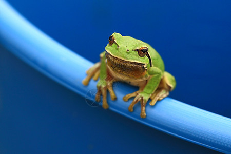 绿树青蛙宏观乔木动物管子环境蓝色顶峰野生动物雨蛙花园图片