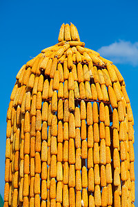 时机成熟饮食玉米蔬菜食物薄片文化棒子农场谷物收成图片