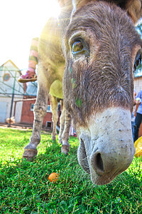 驴子头发农场骡子农业脊椎动物屁股女性耳朵动物乐趣图片