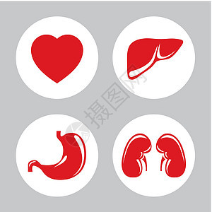 人类内部器官矢量图标集手术生物学医生生物外科药物按钮生活科学药品图片