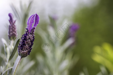 绿布OKeh背景的紫色花朵特写背景图片