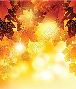 秋季背景 有供设计用的叶叶子叶子公园金子学校橙子树木网络墙纸卡片商业图片