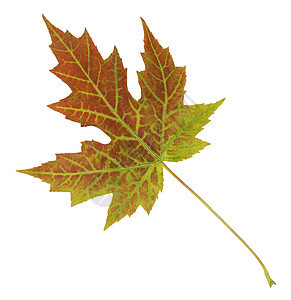 光彩明亮的秋叶一瞬间被孤立的多彩色彩植物群棕色植物静脉绿色橙子季节性树叶时间季节图片