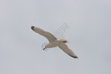 飞行海鸥动物天空蓝色海鸟翅膀航班图片