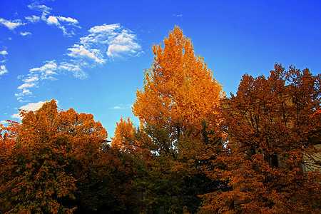 黄秋叶在树枝上对着蓝天蓝色天气黑色叶子橙子阳光植物季节森林木头图片