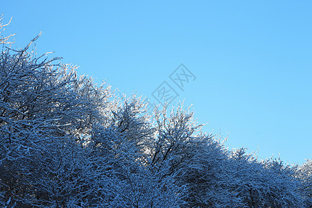 山上满是霜和积雪的树木阳光森林照明天空环境首脑暴风雪气候天气旅行图片