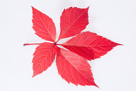 白背景的单度秋天红叶图片