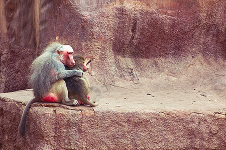 猴寒冷哺乳动物动物狒狒荒野生物猴子公园环境艺术摄影图片