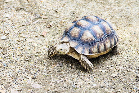 小乌龟爬虫陆龟热带工作室眼睛甲壳盔甲乌龟野生动物宠物背景图片