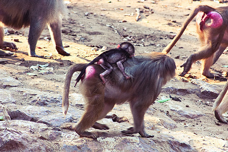 猴寒冷丛林旅行草原狒狒森林灵长类摄影艺术文件夹哺乳动物背景图片