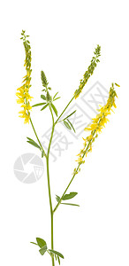 外皮离子体梅利洛图斯草本植物黄色草药宏观叶子野花药草植物花序图片