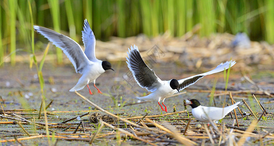 黑头古尔海滩鸟类行动荒野航班钓鱼空气天空海鸥水鸟图片