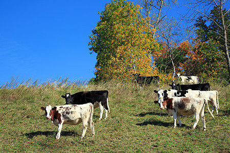 山坡上的奶牛放牧图片