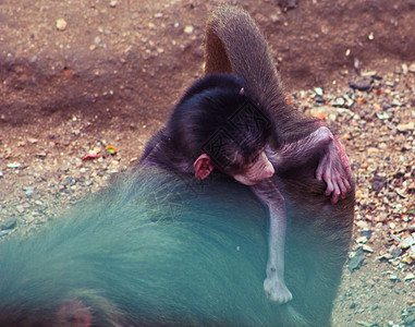 猴寒冷野生动物风景景点假期丛林猕猴快乐公园栖息地艺术图片