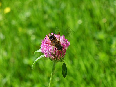 红三叶花花荒野草坪绿色植物粉色蜜蜂红色图片