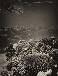 昆士兰珊瑚礁美丽的水下颜色     澳大利亚海绵潜水水族馆荒野海洋野生动物太阳光阳光热带动物图片