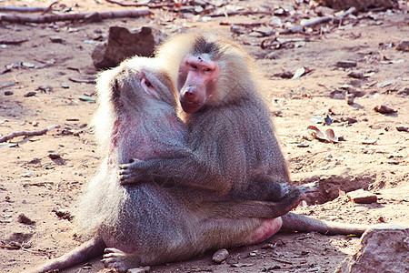 猴在动物园里寒冷猕猴婴儿艺术公园动物旅游尾巴栖息地野生动物风景图片