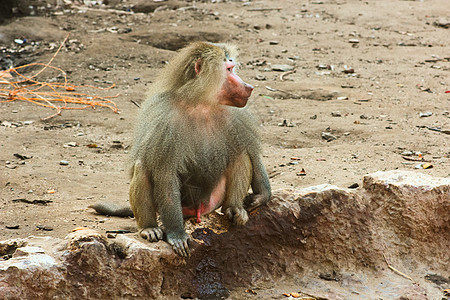 猴在动物园里寒冷景点栖息地森林灵长类旅行婴儿快乐旅游假期哺乳动物图片