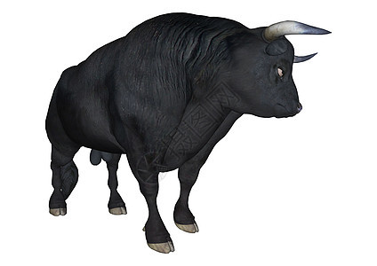 黑公牛牛角白色野生动物哺乳动物野牛力量喇叭荒野动物图片
