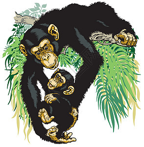 抱着小黑猩猩的黑猩猩图片