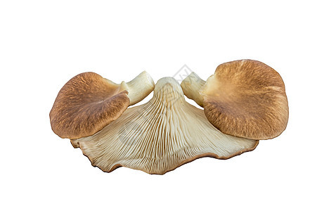 牡蛎蘑菇咸味蔬菜食品静物影棚纹理棕色效果美食家养分图片