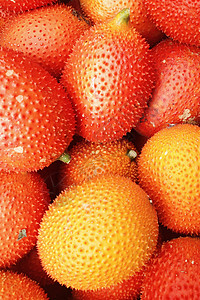 新鲜果子甜瓜种子苦瓜葫芦植物气候季节热带植物学美食家图片