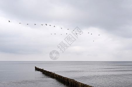 德国的阿伦肖普海滩渔场旅行天气天空鸟群波浪天鹅风光海岸图片