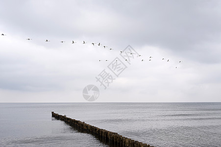 德国的阿伦肖普海滩海岸天空波浪天鹅风光渔场旅行鸟群天气图片