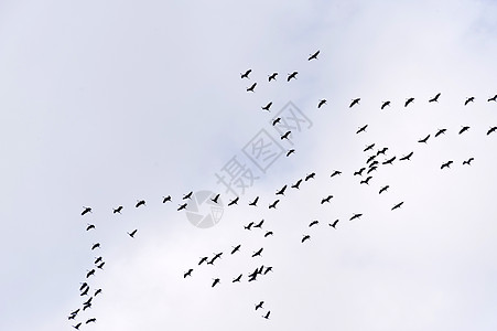 通用起重机的飞行候鸟天空编队鸟类航班动物旅行移民翅膀鸟群图片