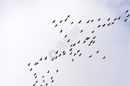 通用起重机的飞行移民天空动物鸟类航班鸟群候鸟编队旅行翅膀图片