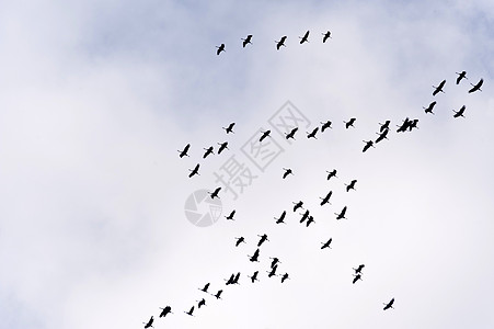 通用起重机的飞行航班候鸟天空编队旅行动物鸟群翅膀鸟类移民图片