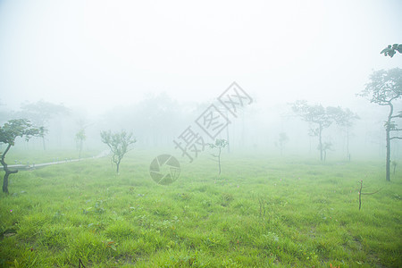 早晨有树和草木头太阳植物薄雾风景叶子树木荒野季节公园图片