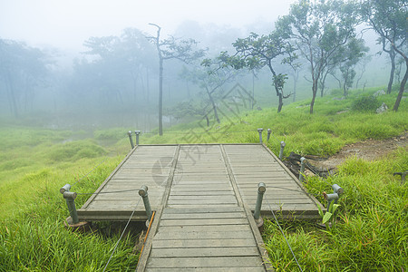 查看点森林和草原木头叶子树木太阳植物季节国家风景薄雾荒野图片