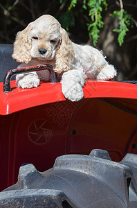 农养狗国家农场黑色乡村红色犬类拖拉机小狗宠物动物图片