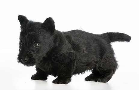 苏格兰石灰地白色小狗黑色犬类猎犬宠物动物图片