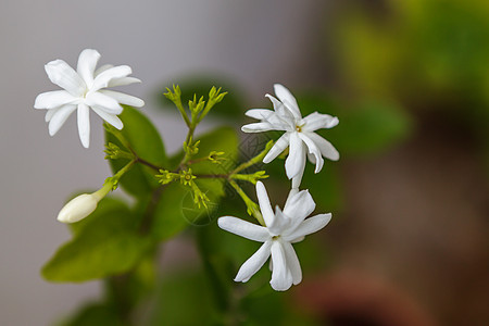 茉莉花和花芽植物图片