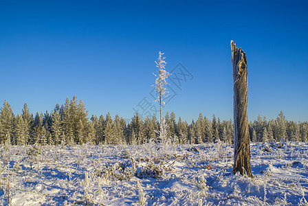 白雪草地图片