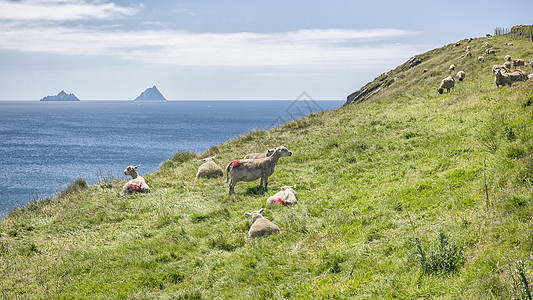 斯凯利格爱尔兰国家风景天空蓝色动物丘陵场景戒指海滩农村图片