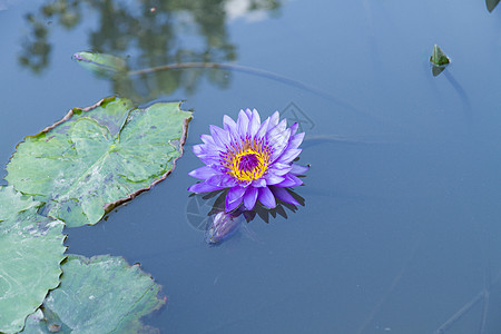 紫莲花在有水百合的池塘中叶子花园紫色植物群绿色荷花植物学花朵美丽植物图片