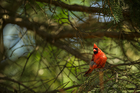 北部红衣主教卡迪那利斯红衣主教云杉野生动物荒野花园男性栖息合同后院观鸟红色图片